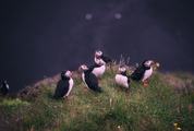 Group of Puffins on the Grass