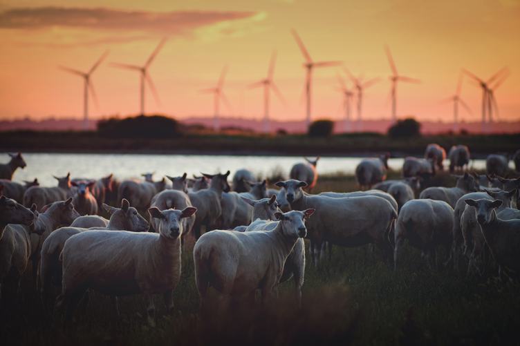 Flock of Sheep against the Background of a Wind Farm