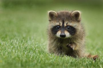 Cute Baby Raccoon on the Grass