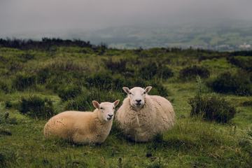 Two Sheeps Sitting on a Meadow