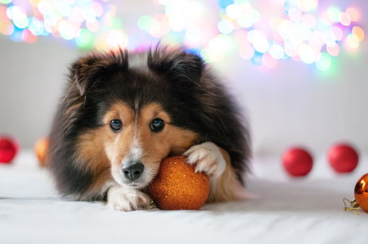 Dog with Christmas Baubles
