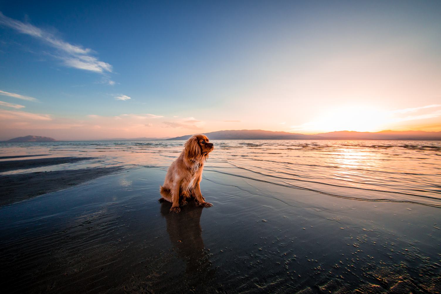 Pensive Spaniel Sitting on the Beach