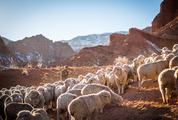 Flock of Sheep in the Mountains of Kyrgyzstan