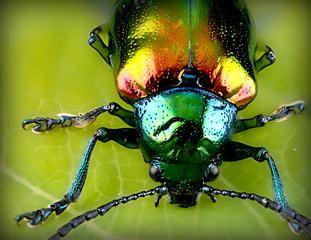 Beetle on Green Leaf Macro