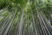 Bamboo Forest, Kyto Shi, Japan