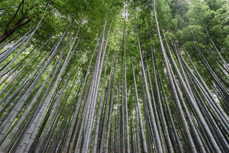 Bamboo Forest, Kyto Shi, Japan