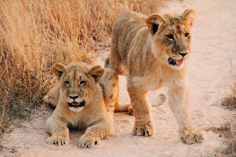 Two Cute Lion Children on Sand