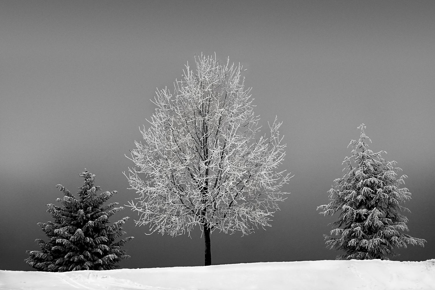 Three Trees in the Snow
