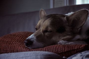Dog Sleeping on the Pillow
