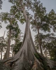 Trees with Big Roots