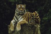 A Tiger Resting on a Tree Trunk