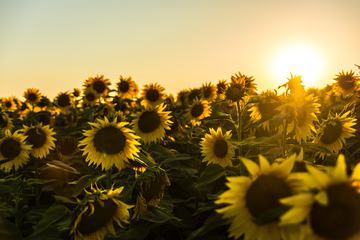 Field of Blooming Sunflowers at Sunset