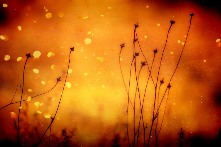 Plants on Orange Abstract Background
