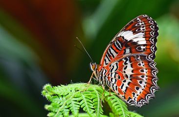 Single Orange Lacewing Butterfly Sitting on a Fern