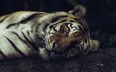Tiger Lying on the Ground Closeup