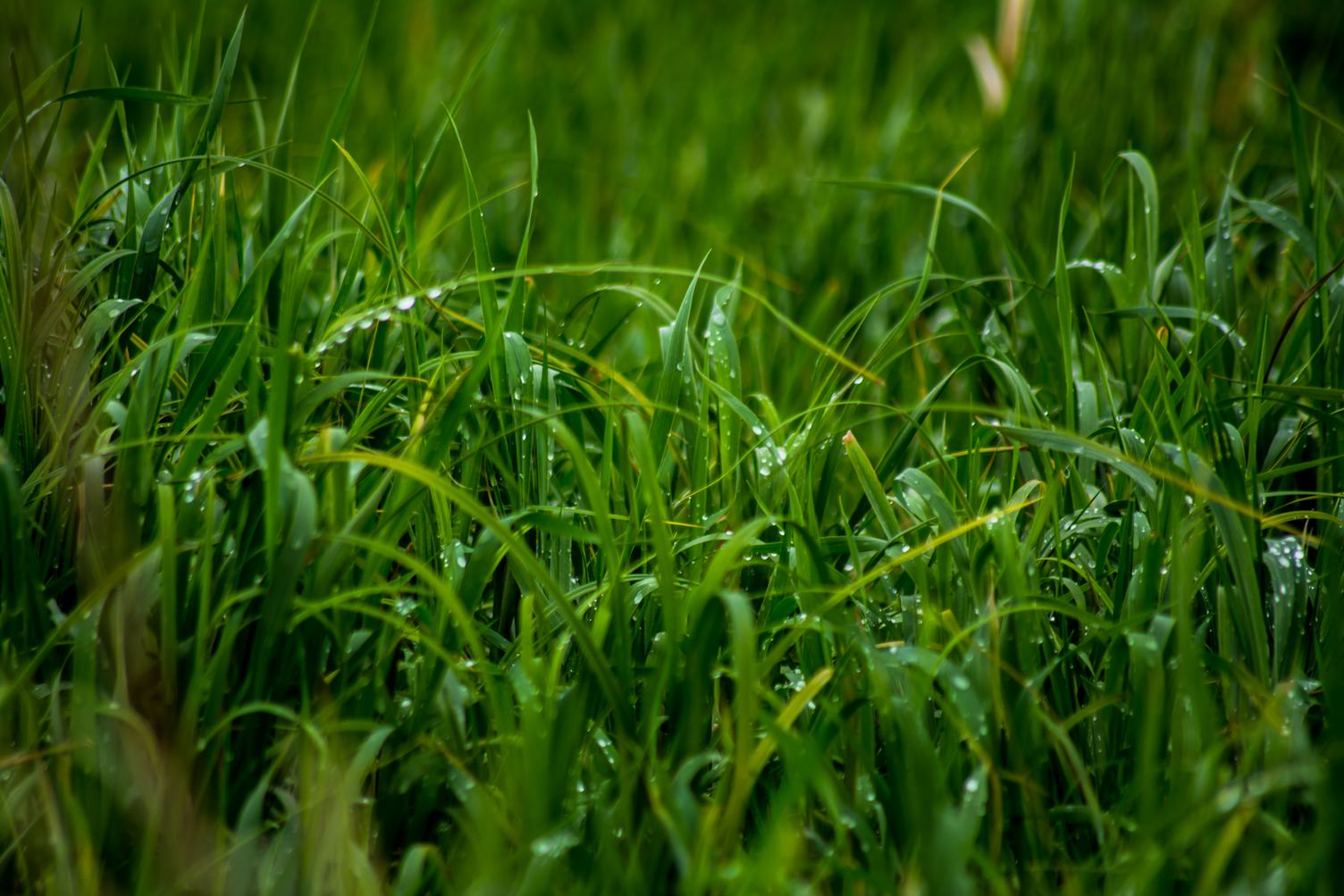 Morning Dew on Green Grass