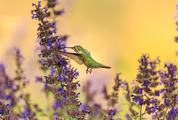 Hummingbird in Flight with Purple Flower
