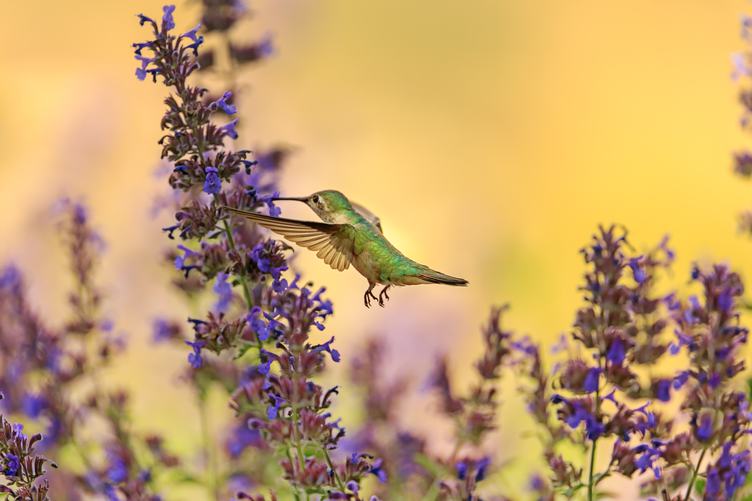 Hummingbird in Flight with Purple Flower
