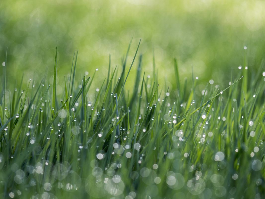 Free Photo: Water Drops on the Green Grass