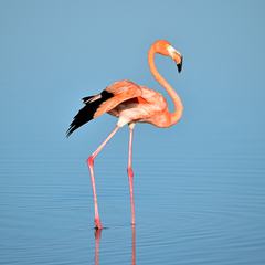 Pink Flamingo Walking through the Water