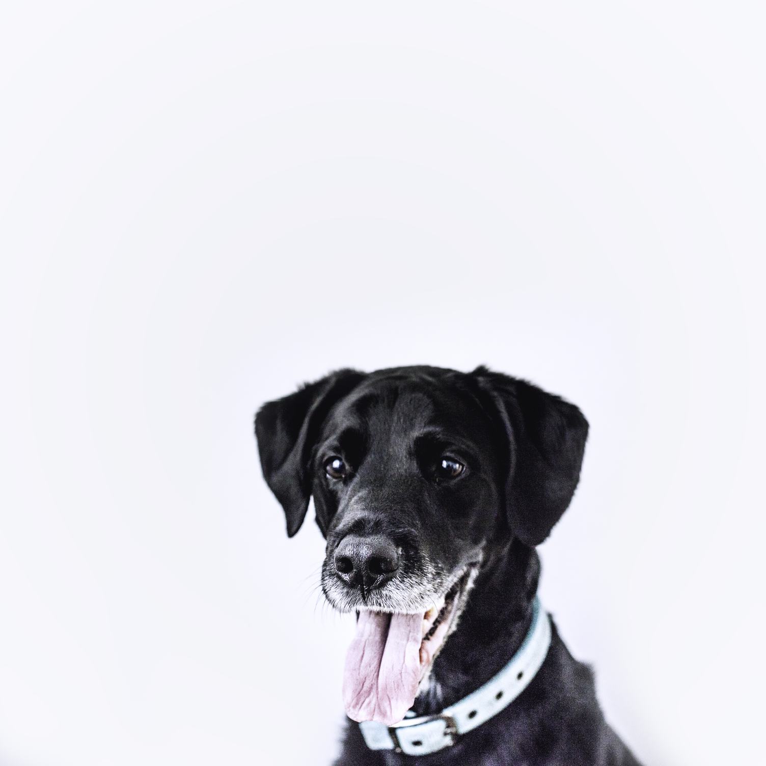 Portrait of a Black Dog on White Background
