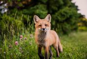Cute Red Fox on the Meadow