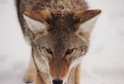 Closeup of Wolf in the Winter Snow
