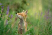 Red Fox in the Meadow