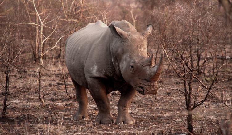 White Rhino Alone in Savannah