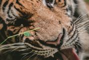 A Closeup of Tiger Face Outdoors
