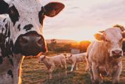 Countryside with Cows and Farm