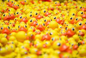 Plenty of Yellow Rubber Ducks