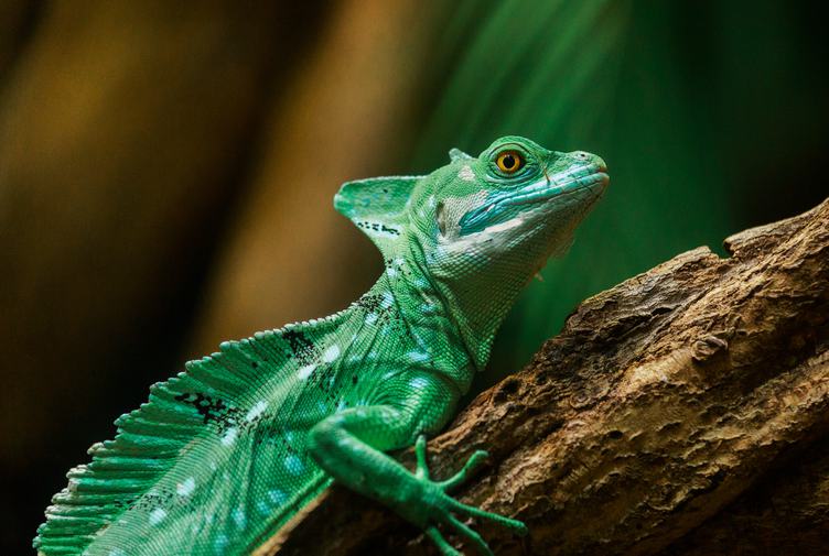 Closeup of Green Lizard Plumed Basilisk