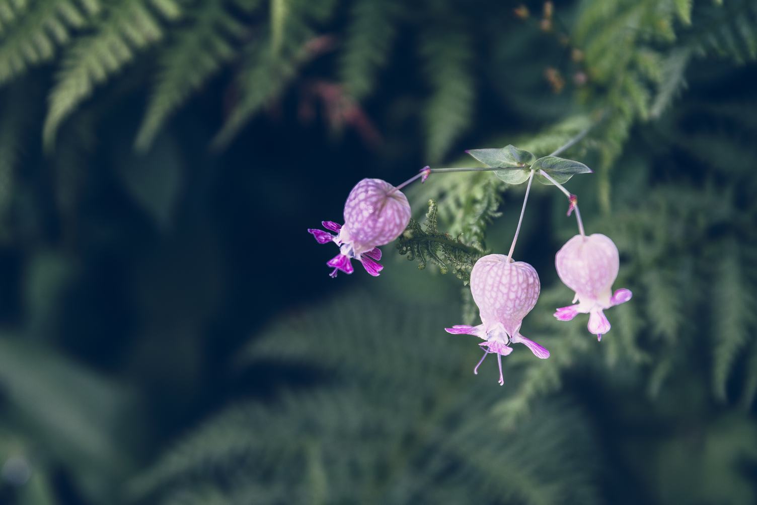 Pink Flowers Growing among Ferns