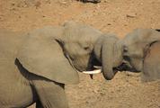 Elephants in Love