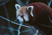 Red Panda Resting on a Tree