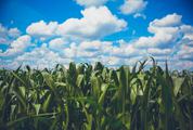 Delicate White Clouds above the Field of Corn