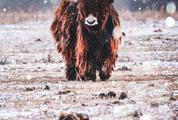 Yak on the Field While It Is Snowing