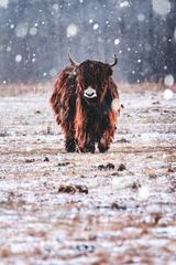 Yak on the Field While It Is Snowing