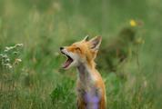 Fox with Opened Mouth on the Meadow