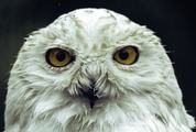 White Owl Staring with Golden Eyes