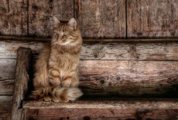 Cat Sits on Old Wooden Bench