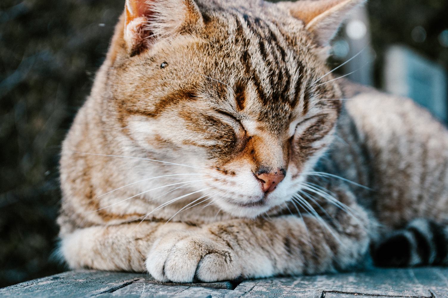 Brown Cat Sleeping on a Bench