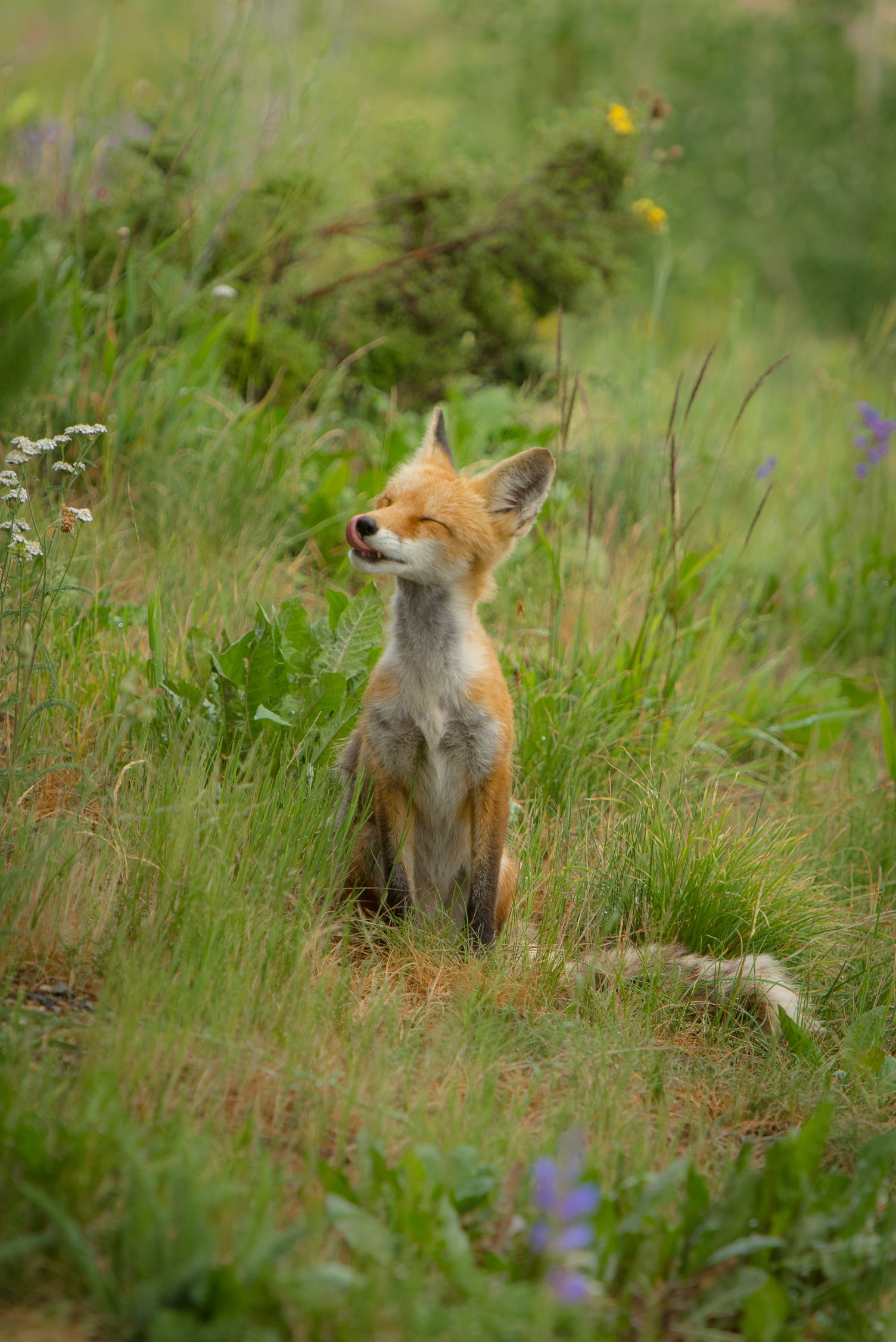 Cute Fox Licking