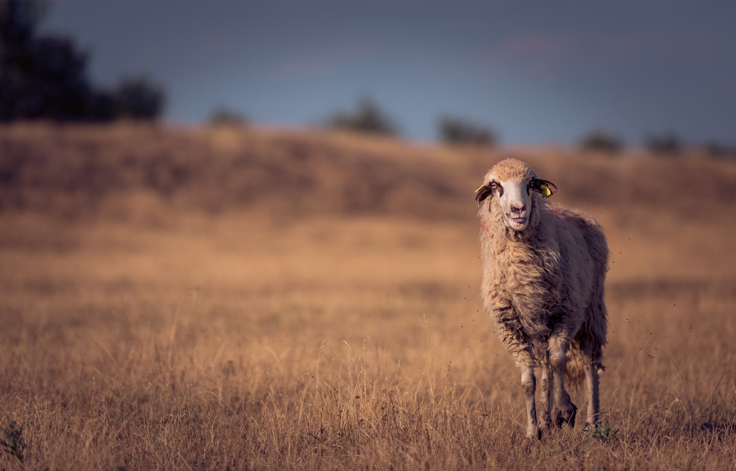 Single Sheep on a Dry Pasture