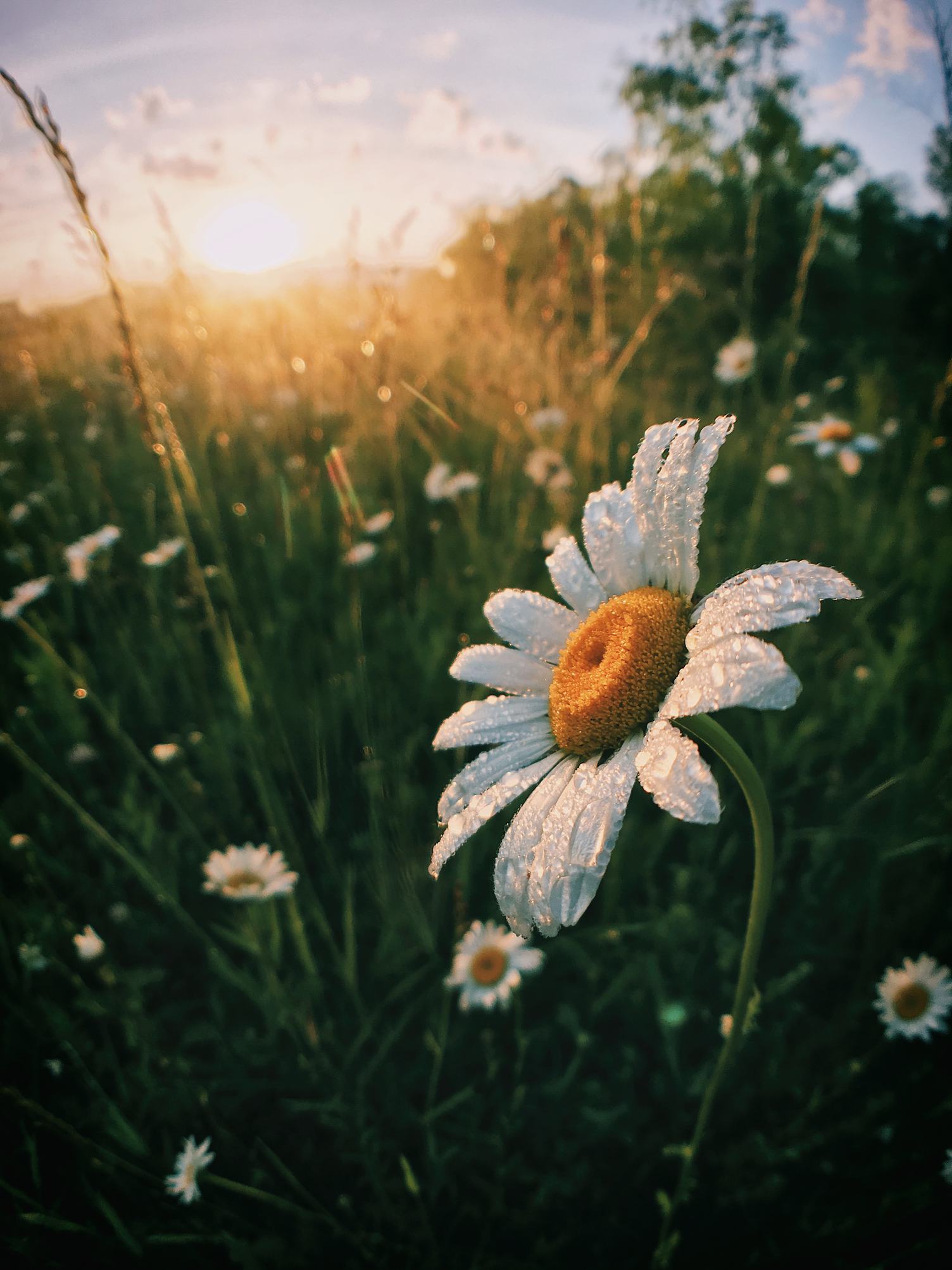 Daisies with Morning Dew