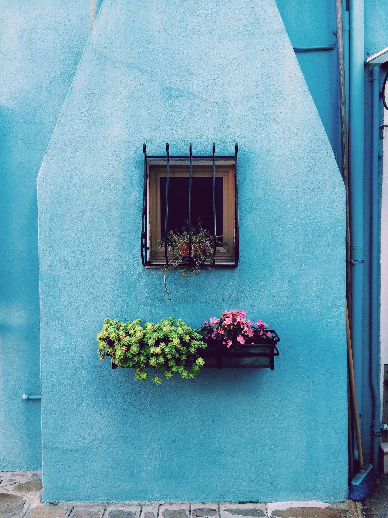 Window Flower Box with Blooming Flowers against Blue Wall