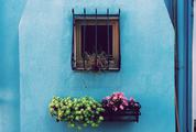 Window Flower Box with Blooming Flowers against Blue Wall