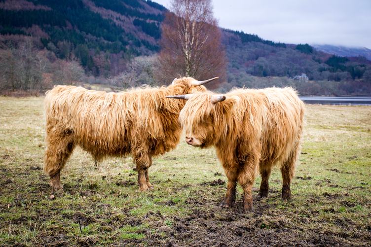 Two Golden Haired Highland Cows