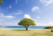 Tree on the Beach